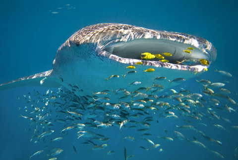 Sal Salis Ningaloo Reef - Lightning Ridge Tourism 20