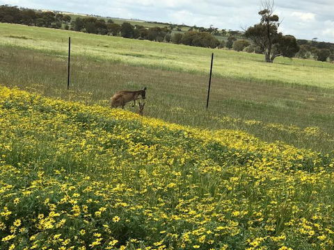The Mains Guest House 2 Bedroom Farm Stay - Lightning Ridge Tourism 15