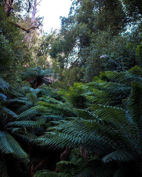 Maydena Chalet - Lightning Ridge Tourism 42