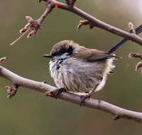Free Spirit Pods - Lightning Ridge Tourism