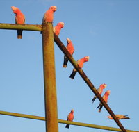Ningaloo Bed and Breakfast - Lightning Ridge Tourism