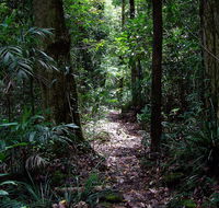 Springbrook Lyrebird Retreat - Lightning Ridge Tourism