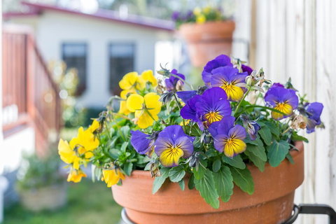 Sunnyside - Lightning Ridge Tourism 1