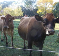 Drumreagh Bed  Breakfast Cabins - Lightning Ridge Tourism