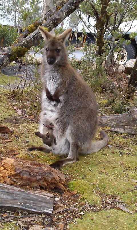 Cradle Mountain Wilderness Village - Lightning Ridge Tourism 33