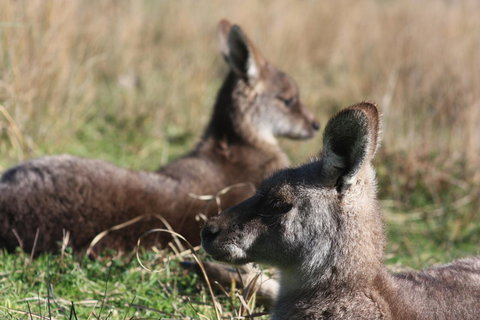 Halls Gap Lakeside Tourist Park - Lightning Ridge Tourism 2