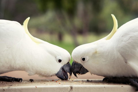 Halls Gap Lakeside Tourist Park - Lightning Ridge Tourism 9