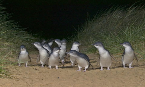 Phillip Island Apartments - Lightning Ridge Tourism 13