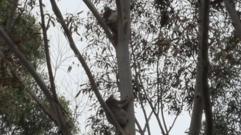 Wilsons Promontory Motel - Lightning Ridge Tourism 28