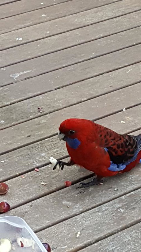 Wilsons Promontory Motel - Lightning Ridge Tourism 24