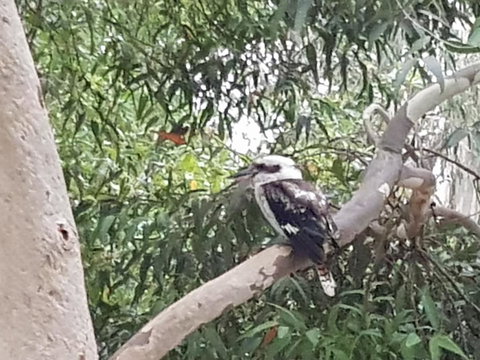 Wilsons Promontory Motel - Lightning Ridge Tourism 26