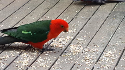 Wilsons Promontory Motel - Lightning Ridge Tourism 27