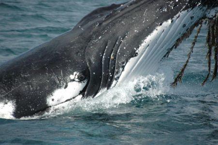 Wilsons Promontory Motel - Lightning Ridge Tourism 42