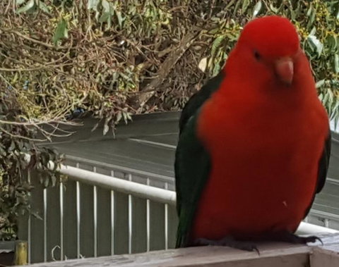 Wilsons Promontory Motel - Lightning Ridge Tourism 23