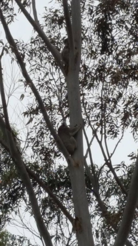 Wilsons Promontory Motel - Lightning Ridge Tourism 29