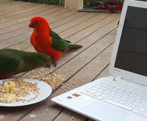 Wilsons Promontory Motel - Lightning Ridge Tourism 0