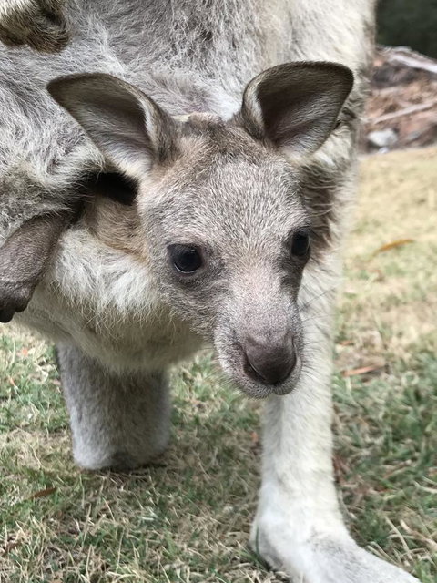 Day Dream Cottage - Lightning Ridge Tourism 13