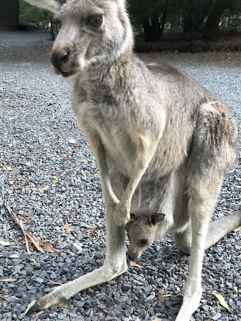 Day Dream Cottage - Lightning Ridge Tourism 12