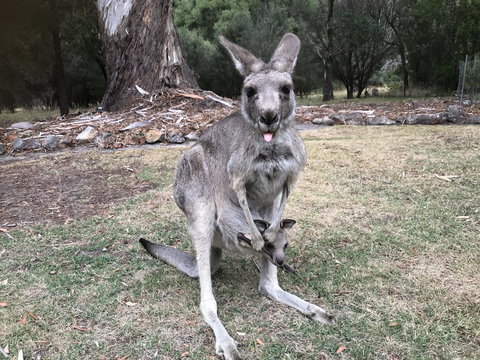 Day Dream Cottage - Lightning Ridge Tourism 11