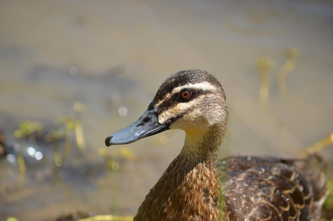 Tasman Holiday Parks - Merool On The Murray - Lightning Ridge Tourism 42