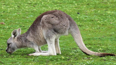 Limosa Rise - Lightning Ridge Tourism 17