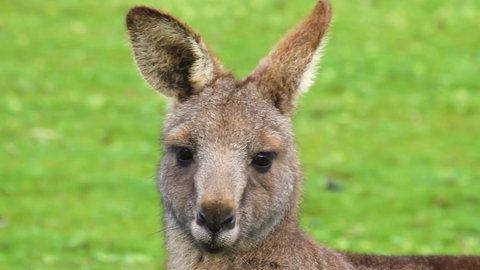 Limosa Rise - Lightning Ridge Tourism 16