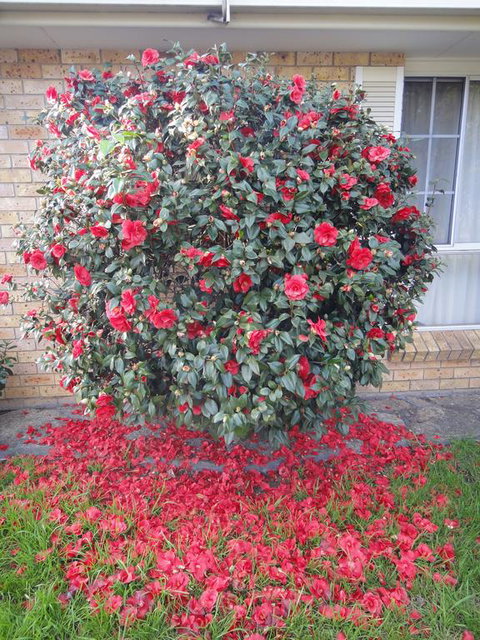 Town And Country Motor Inn - Lightning Ridge Tourism 1