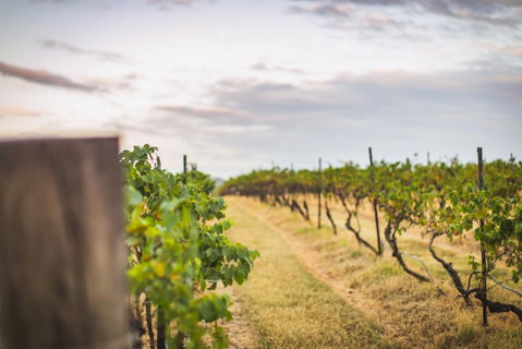 Unlax @ Hunter Valley - Lightning Ridge Tourism 3
