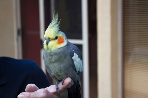 Marwood Villas - Lightning Ridge Tourism 33