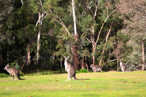 Marwood Villas - Lightning Ridge Tourism 28