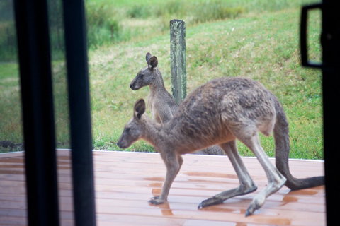 Gumnut Villa - Lightning Ridge Tourism 10