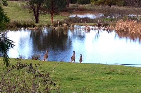 Australian Home Away @ Wonga Park Brushy Creek - Lightning Ridge Tourism 17