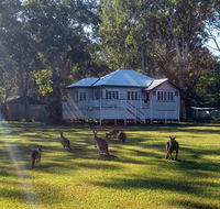 Lake Weyba Noosa Lodge  Kangaroos - Lightning Ridge Tourism