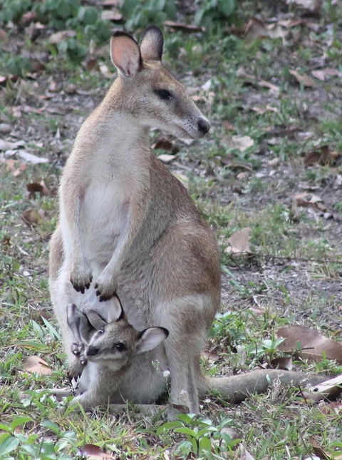 Airlie Beach Eco Cabins - Adults Only - Lightning Ridge Tourism 40
