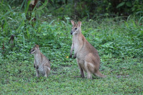 Airlie Beach Eco Cabins - Adults Only - Lightning Ridge Tourism 16