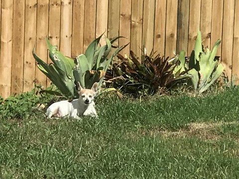 Whitsunday Luxury Homes - Lightning Ridge Tourism 42