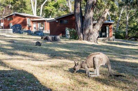 Wonderland Cottages - Lightning Ridge Tourism 1