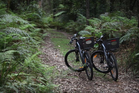 Woodlands Rainforest Retreat - Lightning Ridge Tourism 2