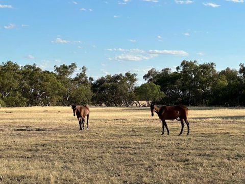 Banyena Homestead By Tiny Away - Lightning Ridge Tourism 2