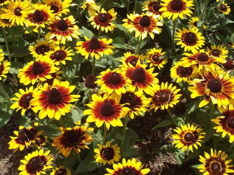 Eastgate On The Range Motel - Lightning Ridge Tourism 16