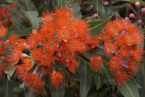 Ficifolia Lodge - Lightning Ridge Tourism 26