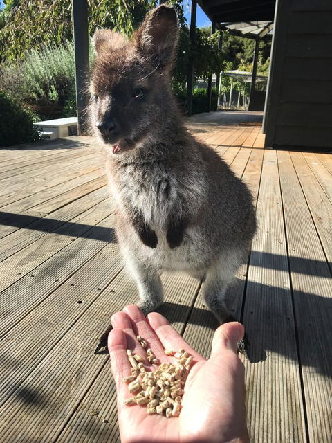 Parnella Adventure Bay, Bruny Island - Lightning Ridge Tourism 17