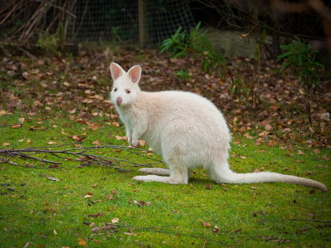 Parnella Adventure Bay, Bruny Island - Lightning Ridge Tourism 20