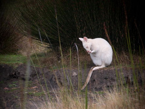 Parnella Adventure Bay, Bruny Island - Lightning Ridge Tourism 18