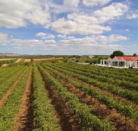 1837 Barossa Luxury Vineyard Cottages - Lightning Ridge Tourism