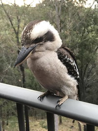 Book Tallebudgera Accommodation Vacations Lightning Ridge Tourism Lightning Ridge Tourism