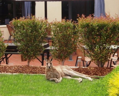 Alpha Hotel Canberra - Lightning Ridge Tourism 1