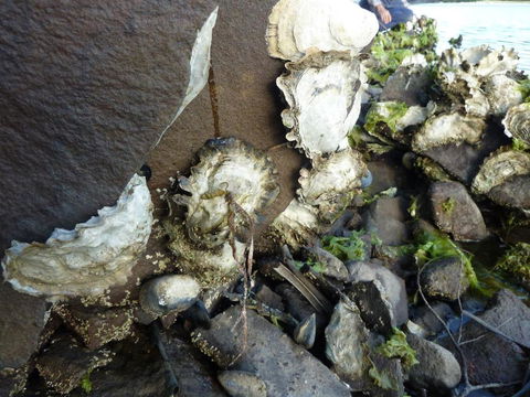 Oyster Shack - Lightning Ridge Tourism 3