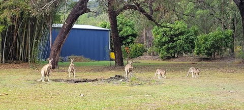 Roo Or 2 On Streeter - Lightning Ridge Tourism 0
