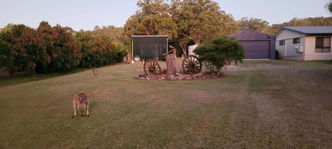 Roo Or 2 On Streeter - Lightning Ridge Tourism 1